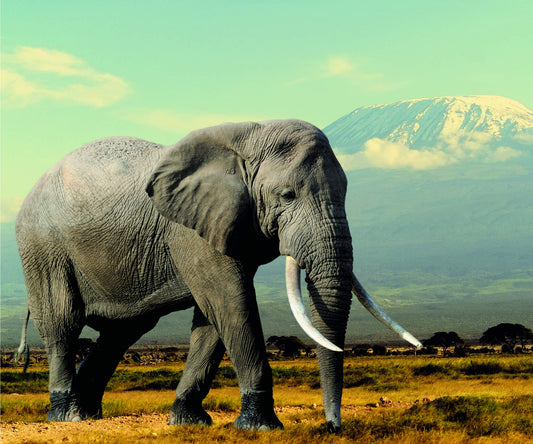 Go Optical Microfiber Glasses Spectacle Phone Lens Screen Cleaning Cloths African Savanna Theme X 3 Microfibre (3pc Mixed Pack)